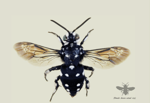 Domino Cuckoo Bee